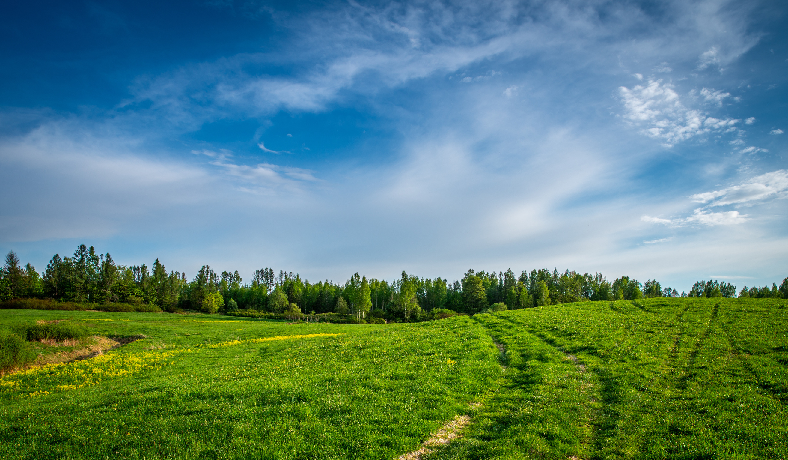 Grass Field Near Field of Trees