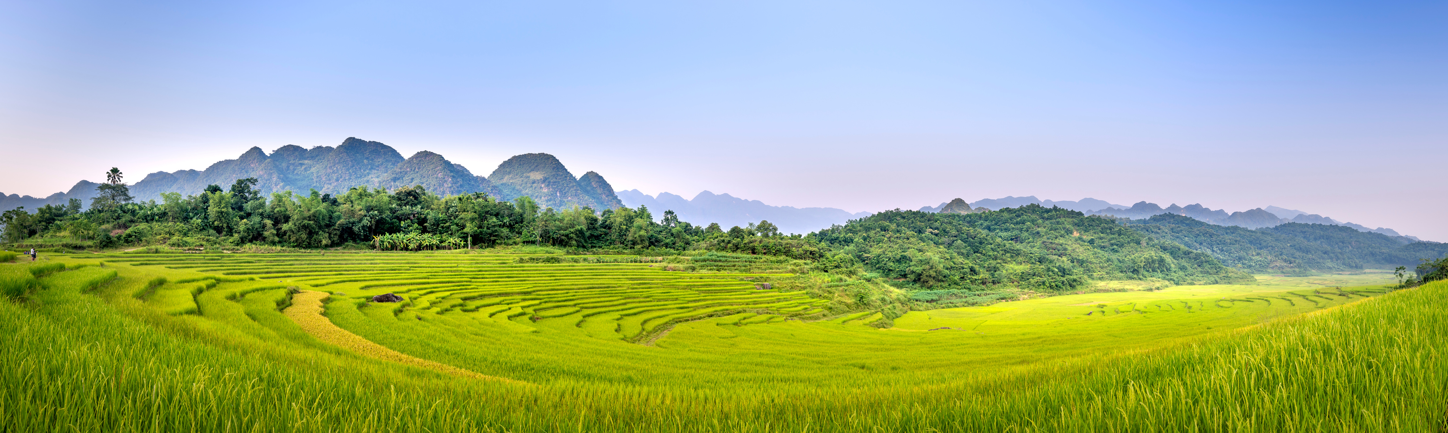 Plantation of rice fields in nature